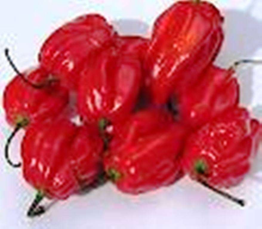CHILLIES - Habanero Chilli Seeds (10)