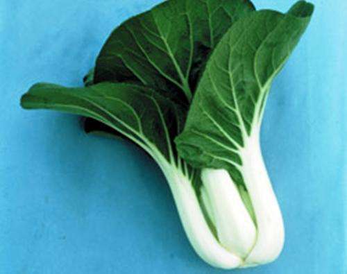 PAK CHOI SEEDS (10) - HEIRLOOM ORIENTAL VEGETABLE - EXOTIC