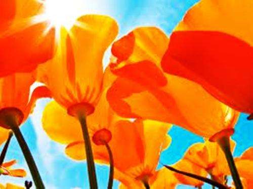 POPPIES - TANGERINE POPPY FLOWER SEEDS