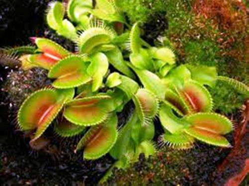 VENUS FLY TRAP - 10 SEEDS - DIONAEA MUSCIPULA â CARNIVOROUS