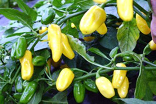 CHILLIES - WHITE HABANERO CHILI SEEDS