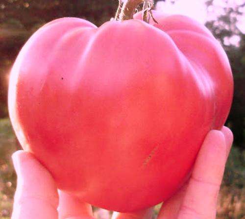 TOMATO VARIETIES - PINK OXHEART TOMATO SEEDS (10)