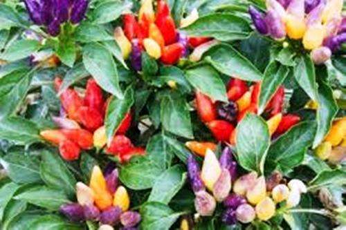CHILLIES - CHINESE FIVE COLOR CHILI SEEDS