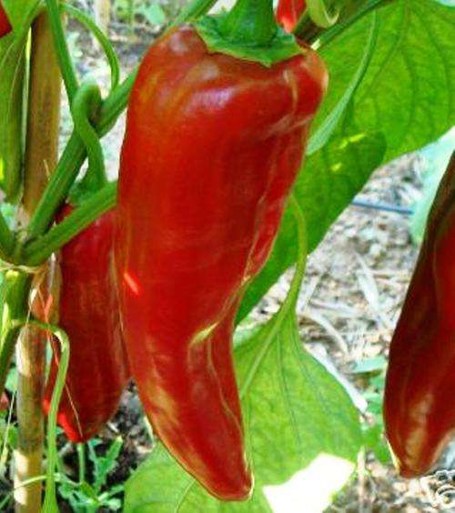 CHILLIES - NUMEX BIG JIM CHILLI SEEDS