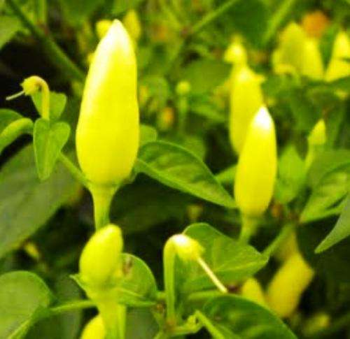 CHILLIES - PRAIRIE FIRE CHILI SEEDS