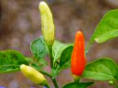 CHILLIES - TABASCO CHILI SEEDS