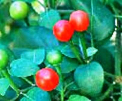 CHILLIES - TEPIN WILD CHILI SEEDS