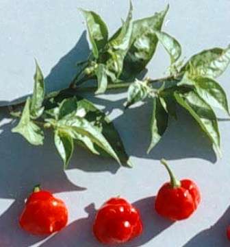 CHILLIES - PIMIENTO ARRIBI SAIA / PIMENTO DE CHEIRO CHILI SEEDS