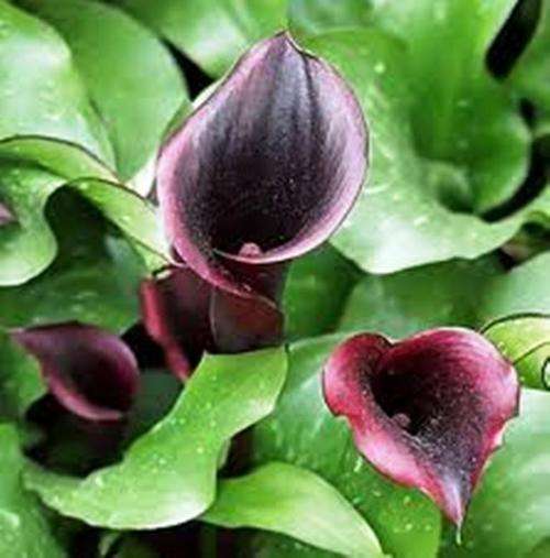 ZANTEDESCHIA  (BLACK ARUM)  LILY FLOWER SEEDS