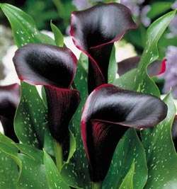 ZANTEDESCHIA   - BLACK ARUM LILY FLOWER BULB