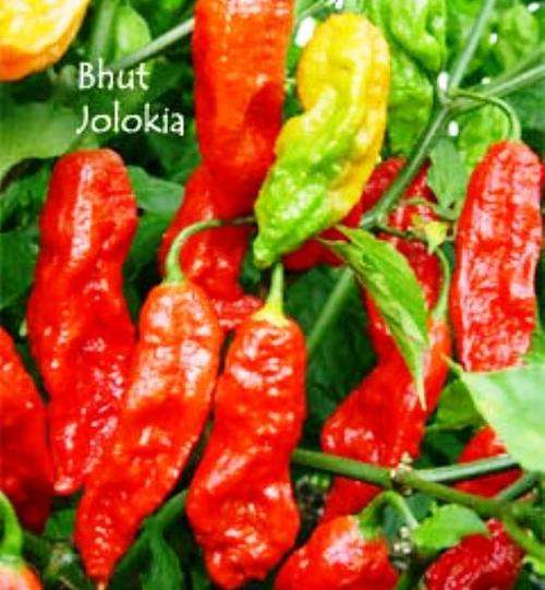 GHOST CHILLI / BHUT JOLOKIA - HOTTEST CHILLIES OF THE WORLD