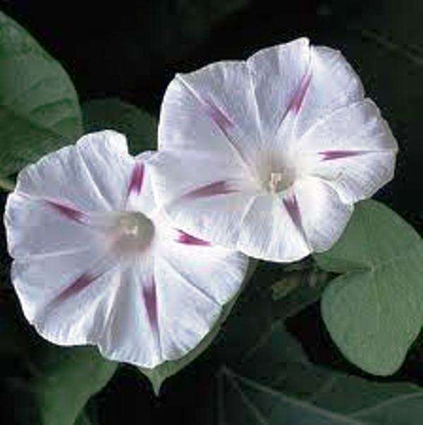 PSYCHOACTIVE - MILKY WAY MORNING GLORY FLOWER - 20 SEEDS