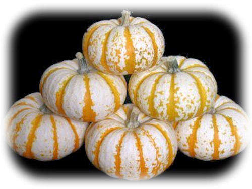 L'IL PUMP-KE-MON PUMKIN SEEDS (10)