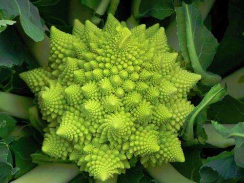 EXOTIC HEIRLOOM VEGETABLE - ROMANESCO FRACTAL BROCCOLI - 20 SEEDS