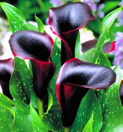 BLACK ARUM LILY SEEDS - 'Black Star'