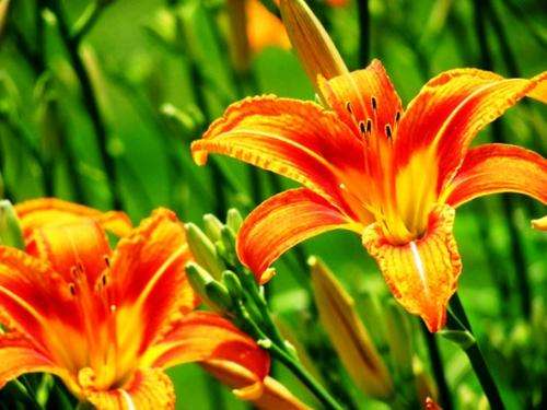 100 X DAY LILY BULBS - Hemerocallis - BULK SALE