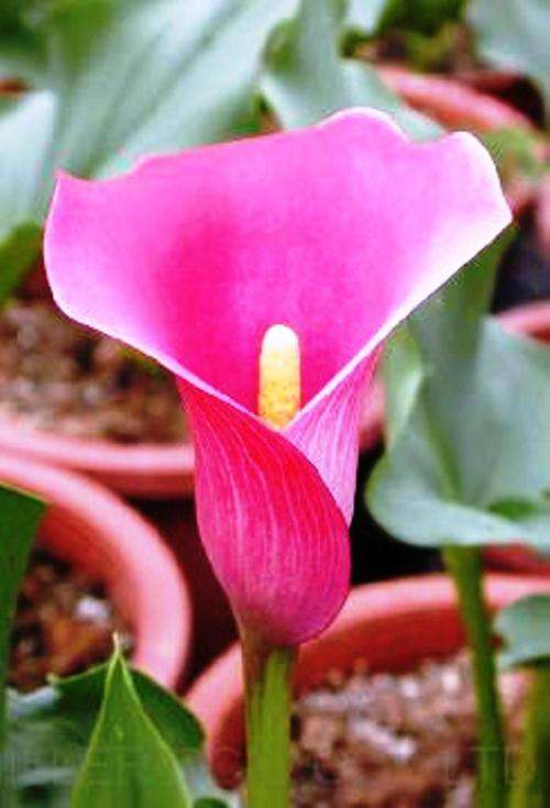 ZANTEDESCHIA - PINK  ARUM LILY FLOWER BULBS