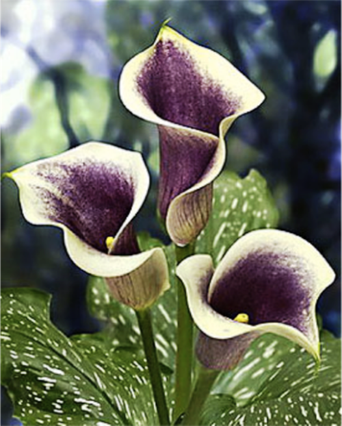 Zantedeschia 'Picasso'  Flower Seeds