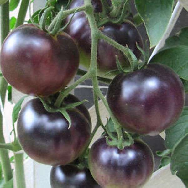 TOMATO "BLACK CHERRY" 10 SEEDS