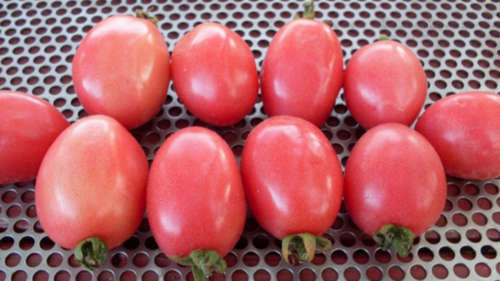 TOMATO "THAI PINK EGG" 10 SEEDS