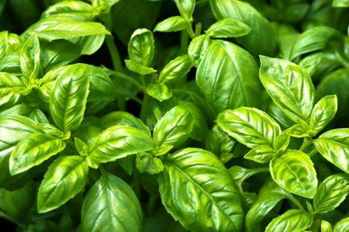 HERBS - BASIL SEEDS