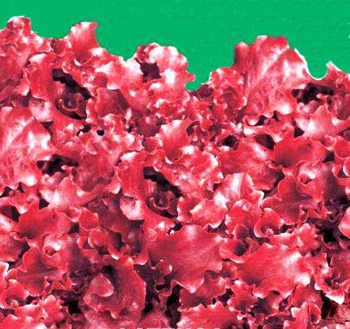VEGETABLE - RED ENDIVE SEED "Rossa Ricciolina"  (20 seeds)