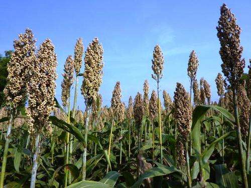 BEER SORGHUM SEEDS - *Make your own beer* 20 SEEDS
