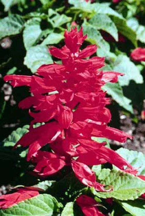 FLOWERS - RED SALVIA / SCARLET SAGE SEEDS