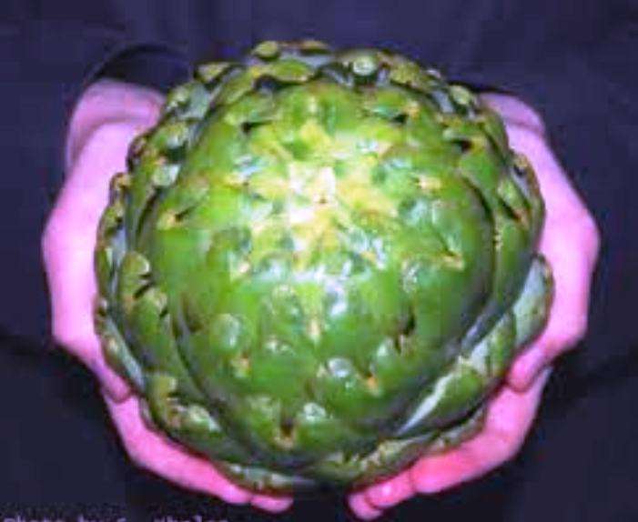 VEGETABLE - GIANT ARTICHOKE - 10 SEEDS