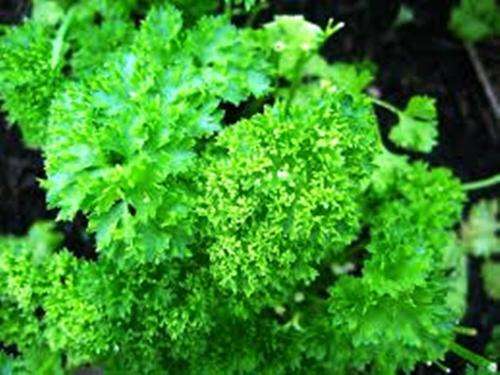 HERBS - MOSS-CURLED PARSLEY ( Petroselinum crispum) 20 SEEDS
