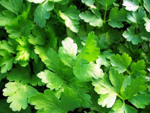 HERBS - FLAT-LEAF ITALIAN PARSLEY (Petroselinum crispum neapolitanum)