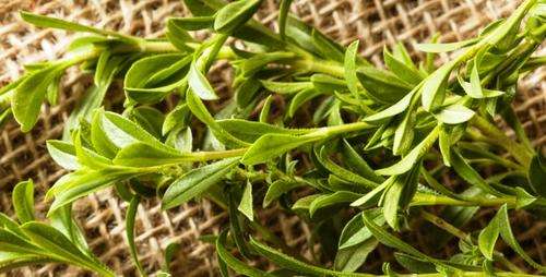 HERBS - BULGARIAN SAVORY (Satureja hortensis) - 20 SEEDS