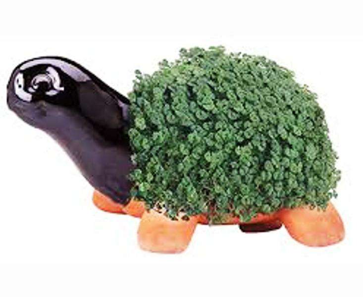 HERBS - CHIA SEEDS - 20 SEEDS