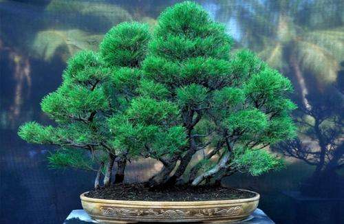 SEEDS FOR BONSAI  -  CASUARINA