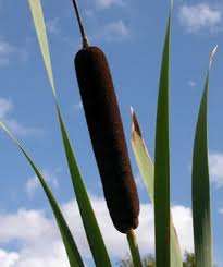 AQUATIC PLANTS - BULL RUSH SEEDS