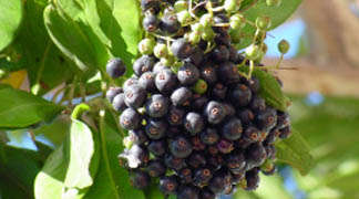 SPICES  -  PIMENTO BERRY - 10 SEEDS