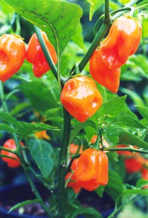 CHILLIES -  HABANERO ORANGE MAGNUM
