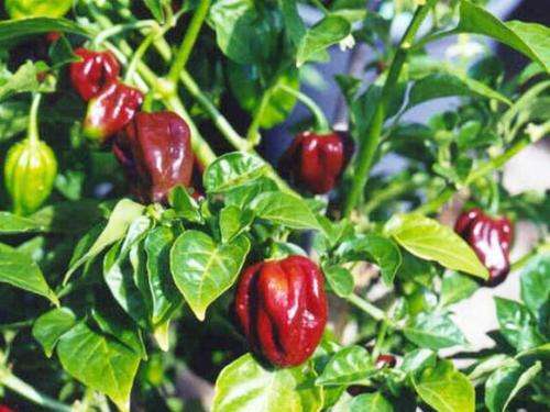 CHILLIES -  SCOTCH BONNET CHOCOLATE