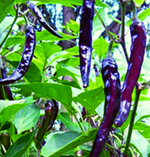 CHILLIES - Purple Haze Chilli Seeds (10)