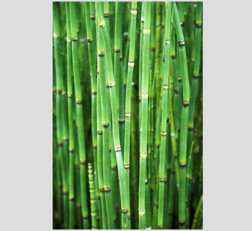 ELEGIA HORSETAIL PLANT  (30 SEEDS)