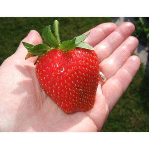 GIANT STRAWBERRIES -  Fragaria A. Maximus -  30 SEEDS