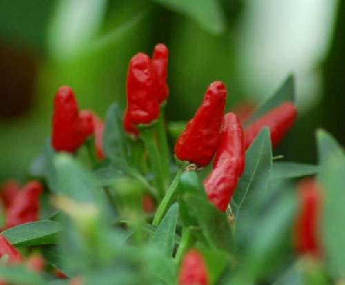 CHILLIES -  AFRICAN BIRD'S EYE / DEVIL CHILLI (10)