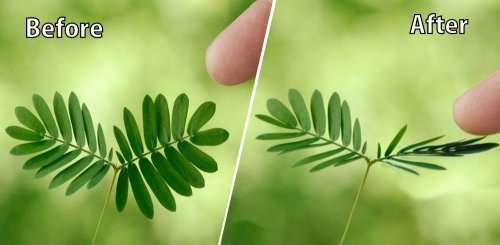 TOUCH-ME-NOT PLANT (MIMOSA PUDICA) - 10 Seeds