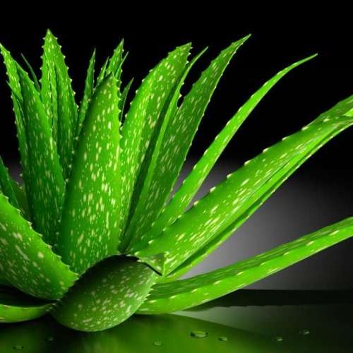 ALOE VERA (20 SEEDS) - Medicinal Plant
