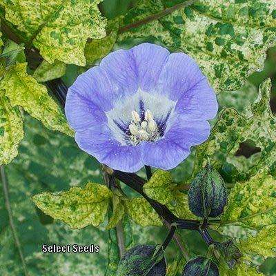 EXOTIC  - Apple of Sodom (Nicandra physalodes) - 40 seeds