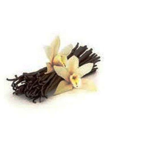 VANILLA ORCHID - VANILA PLANIFOLIA - Tropical / exotic -30 seeds