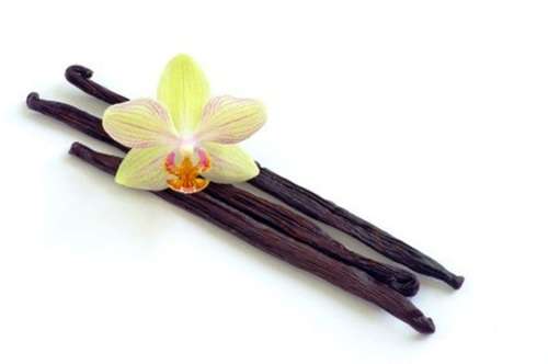VANILLA ORCHID - VANILA PLANIFOLIA - Tropical / exotic -30 seeds