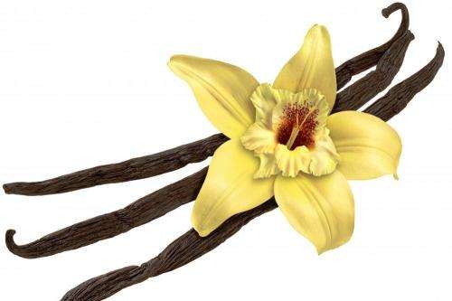 VANILLA ORCHID - VANILA PLANIFOLIA - Tropical / exotic -30 seeds