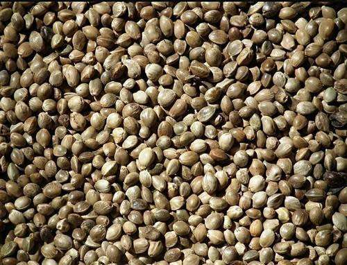 200 ORGANIC HEMP SEEDS 100% NATURAL