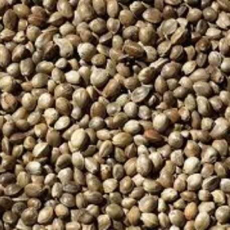 200 ORGANIC HEMP SEEDS 100% NATURAL